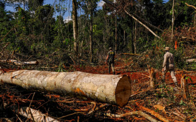 O grito da selva: organizações afirmam que Amazônia vive sua pior crise