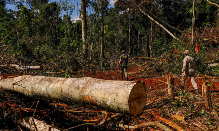 O grito da selva: organizações afirmam que Amazônia vive sua pior crise