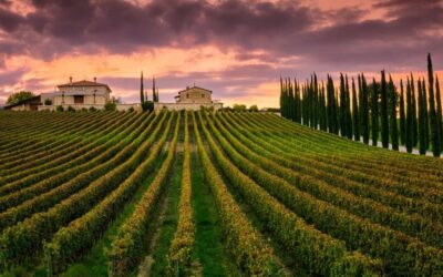 Itália mantém liderança mundial na produção de vinhos