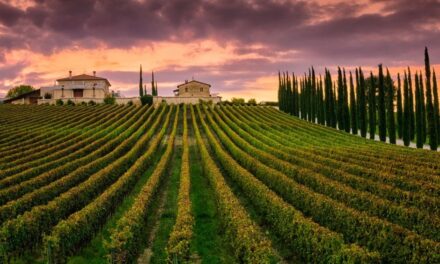 Itália mantém liderança mundial na produção de vinhos