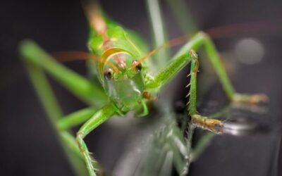 Europa aprova consumo humano de gafanhotos
