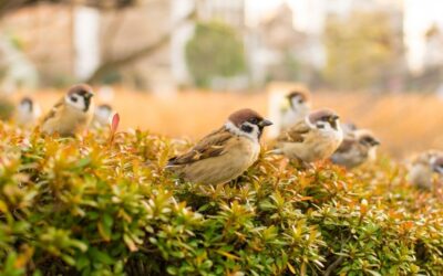 Pássaros estão desaparecendo gradualmente na Europa