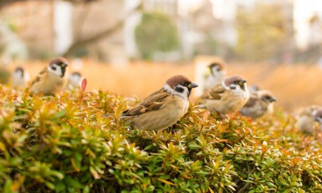 Pássaros estão desaparecendo gradualmente na Europa