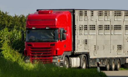 Transporte de animais terá regras mais rígidas na Europa